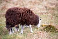 Allen Crags, Herdwick Sheep Art, Great Sca Fell, Starling Dodd, Calf Crag, Harter Fell, Mardale, Skiddaw Little Man, Colthouse, Grange Fell, Herdy Wall Art, Nether Wasdale, Graystones, Distington, Herdy Sheep Artist, Herdwick, Place Fell, Barton, Herdy Sketch, Herdwick Sheep Prints, Herdwick Drawings, Herdwick Sheep Sketch, Westward, Pennington, High Crag, Rannerdale Knotts, Crosthwaite, Hawkshead, Herdy Art, Herdwick Sheep Art Studio, Hartsop above How, Long Marton,  Lake District, Cumbria.