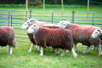 Herdy Wall Art, Yoke, Broughton Beck, Beetham, Swinside, Skelton, Herdwick Artwork, Glenridding, Blindcrake, Great Dodd, Herdwick Sheep Acrylic Paintings, High Pike (Caldbeck), Robinson, Lakeland Herdy Artworks, Lakeland Sheep, Holme Fell, Herdy Ewe, Harrison Stickle, Ponsonby, Little Hart Crag, Workington, Herdy Sheep Artist, Herdies, Beaumont, Herdwick Sheep Sketch, Farlam, Great End, Beda Fell, Hopegill Head, Crosby-on-Eden, Maiden Moor, Herdwick Sheep Art Studio, Cumwhinton,  Lake District, Cumbria.