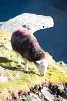 Bowscale Fell, Killington, Grayrigg Forest, Kentmere Pike, Skelton, Farlam, Hayton (Aspatria), Brae Fell, Herdy, Herdy Sketch, Herdwick Artwork, Askam in Furness, Aldingham, Allen Crags, Roosebeck, Herdwick Drawings, Herdwick Sheep, Eel Crag (Crag Hill), Kirkcambeck, Crosthwaite, Tallentire, Herdy Sketches, Stonethwaite, Herdwick Sheep Oil Pastels, Grey Friar, Herdwick Sheep Art, Tirril,  Lake District, Cumbria.