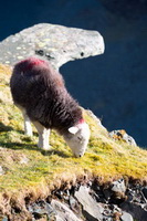 High Pike (Scandale), Camerton, Hawkshead, Harter Fell, Eskdale, Herdwick Sheep Art Studio, Selside Pike, Helton, Herdwick Wall Art, Herdwick Artwork, Lakeland Herdy Artworks, Dufton, Great Sca Fell, Wetherlam, Herdwick Sheep Sketch, Little Langdale, Herdwick Sheep Oil Painting, Herdwick Sheep Art, Thursby, Herdwick, Herdwick, Herdwick Sheep Prints, Nab Scar, Blencarn, Herdwick Sheep Acrylic Paintings, Robinson, Roosebeck, Crosby Garrett,  Lake District, Cumbria.