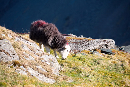 Loadpot Hill Farm Lake district Sheep