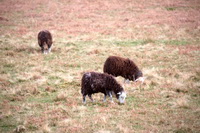Herdwick Photo