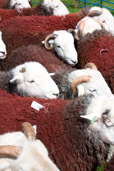 Bakestall Valley Lakeland Sheep - Lakeland Photos - Art Prints Bakestall Valley Lakeland Sheep