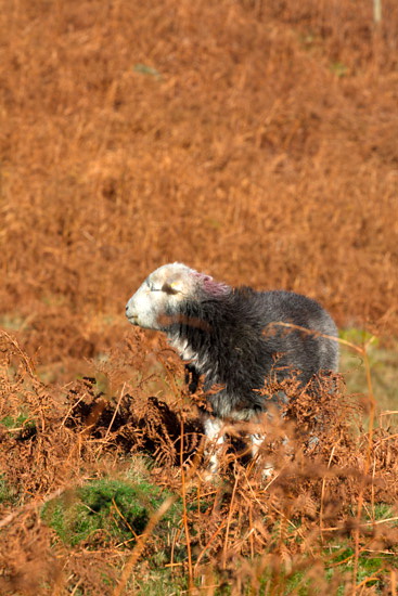 Bowness-on-Solway Lakeland Sheep - Lakeland Photos - Art Prints Bowness-on-Solway Lakeland Sheep
