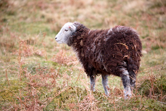 Broughton Mills Valley Lake district Sheep