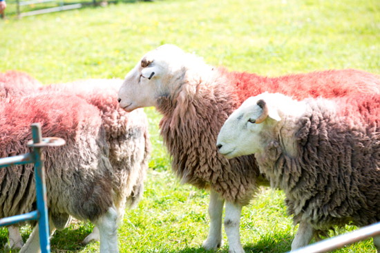 Seascale Herdwick - Lakeland Photos - Art Prints Seascale Herdwick