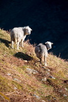 Holme, Herdwick Sheep Prints, Lakeland Herdy Artworks, Outerside, Herdwick Drawings, Herdwick Sheep, Graystones, Eel Crag (Crag Hill), Herdwick Sheep Oil Painting, Bonscale Pike, Melmerby, Great Gable, Torver, Burneside, Branthwaite (Workington), Rowrah, Loughrigg Fell, Seatoller, Herdy Ewe, Cark (Cartmel), Buckbarrow, Herdy Sketches, Lamplugh, Herdwick, Glenridding, Broom Fell, Herdwick Sheep Art Studio,  Lake District, Cumbria.