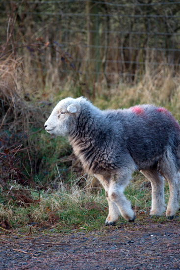Angletarn Pikes Field Herdwick