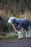Buckbarrow, High Raise, Mixed-Media Herdwick Art, Herdwick Drawings, Watendlath, Yoke, Loughrigg Fell, Swinside, Lowick, Carl Side, Herdwick Sheep, Pooley Bridge, Herdwick Art, Herdwick Sheep Acrylic Painting, Herdwick Ewe, Middle Fell, Whitfell, Herdwick Art Studio, Cartmel, Herdwick Sketches, Calder Bridge, Barrows Green, Knock, Herdwick Artwork, Thornthwaite Crag, Herdwick, Biggar, Stone Arthur, Tebay, Grey Friar, Bowfell, Long Marton,  Lake District, Cumbria.