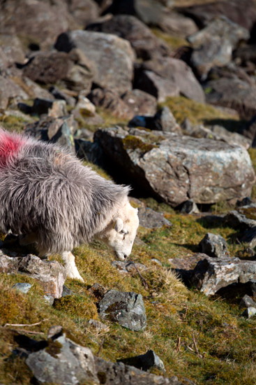 Grey Knotts Field Lakeland Sheep - Lakeland Photos - Art Prints Grey Knotts Field Lakeland Sheep