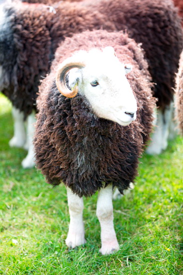 Starling Dodd Field Herdwick Sheep