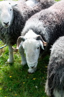 Walla Crag, Eagle Crag, Herdwick Sheep Art, Herdwick Drawings, Latrigg, Ainstable, Swirl How, Grey Crag, Beda Fell, Middle Dodd, Brae Fell, Slate Fell, Herdwick Artwork, Herdy Art, Saint Sunday Crag, Thursby, Lakeland Sheep, Herdwick Sheep Oil Painting, Rockcliffe, Herdy Wall Art, Hartsop above How, Herdwick Wall Art, Allonby, Herdwick Sheep Prints, Tebay, Herdy Sketches, Cleator Moor, Corney, Troutbeck Tongue, Selside, Herdy Ewe,  Lake District, Cumbria.