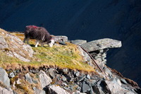 Sheffield Pike, Soulby (Penrith), Beda Fell, Catstycam, Maiden Moor, Green Gable, Briery, Lakeland Herdy Artworks, Herdwick Sheep Art, Ireleth, Dearham, Raise, Monkhill, Herdwick Artwork, Herdwick Sheep, Scaleby, Hartsop above How, Herdy Wall Art, Tallentire, Herdwick Sheep Prints, Herdwick, Walton, Herdies, Catbells, Boustead Hill, Herdwick Wall Art,  Lake District, Cumbria.