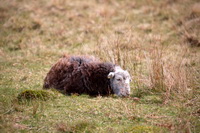 Gowbarrow Fell, Grange (Keswick), Herdwick Artwork, Herdwick Sheep Acrylic Painting, Herdwick Sheep Prints, Seathwaite Fell, Moor Row, Herdwick, Hale, Cold Pike, Herdwick Sheep Oil Painting, Sergeant Man, Routenbeck, Herdwick Drawings, Seaton, Lonscale Fell, Harrison Stickle, Mixed-Media Herdwick Art, Hart Crag, Herdwick Sheep Art, Herdwick Sketches, Oxenholme, Herdwick Sketch, Langwathby, Great Asby, Hesket Newmarket,  Lake District, Cumbria.