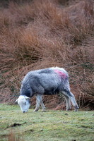 Whitbeck, Monkhill, Eagle Crag, Barbon, Westnewton, Herdwick Sheep Acrylic Painting, Caw Fell, Steel Knotts, Bleaberry Fell, Herdwick Sheep, Oxenholme, Herdwick Sheep Prints, Outerside, Herdwick, Glenridding Dodd, Rannerdale Knotts, Gosforth, Herdwick Art, Low Hesket, Herdwick, Parsonby, Watermillock, Anthorn, Drigg, Broughton Moor, Herdwick Sheep Art, Herdwick Artwork,  Lake District, Cumbria.