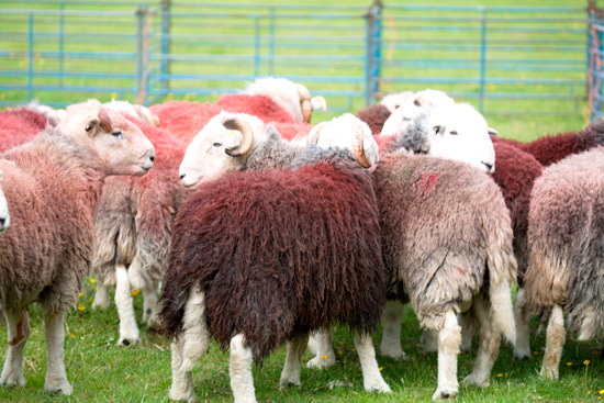 Broom Fell Farm Herdwick
