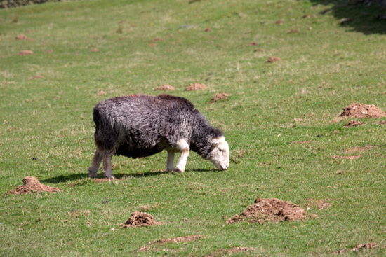 Clappersgate Valley Herdwick