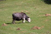Lakeland Herdy Artworks, High Bankhill, Herdwick Sheep Acrylic Paintings, Aldingham, Gilsland, Herdwick Artwork, Low Newton, Ill Bell, Red Pike (Wasdale), Herdy Sketches, Herdwick, Herdies, Herdy, Low Fell, Hopegill Head, Warcop, Great Rigg, Seatallan, Walton, Raughton Head, Blawith, Stybarrow Dodd, Bigrigg, Herdwick Sheep Art, Grey Crag, Herdwick Sheep, Caudale Moor, Raise, Herdwick Sheep Oil Painting, Herdy Ewe, Herdwick Drawings, Hayton (Brampton), Crag Fell, Newlands (Keswick),  Lake District, Cumbria.