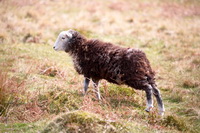 Herdy Sketch, Herdwick Sheep Art, Lakeland Sheep, Broughton Beck, Scoat Fell, Herdwick Sheep, Shipman Knotts, Sedbergh, Bigrigg, Cumwhinton, Herdwick Sheep Oil Painting, Herdy Wall Art, Glassonby, Barrows Green, Hart Crag, Kentmere, Whitfell, Tarn Crag (Far Eastern Fells), Herdwick, Lorton (High and Low), Sandwith, High Raise, Gray Crag, Angletarn Pikes, Mixed-Media Herdy Art, Beetham, Kirkby Lonsdale,  Lake District, Cumbria.