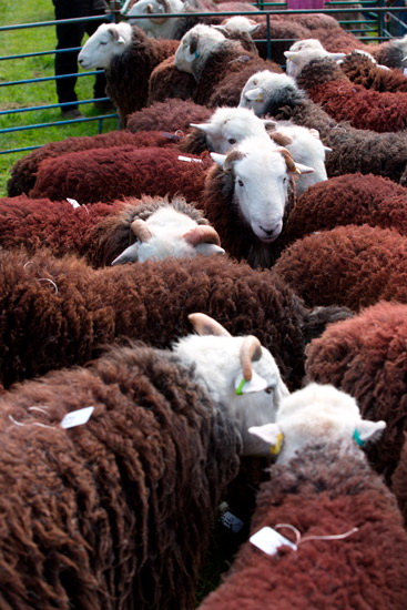Tallentire Valley Lake district Sheep - Lakeland Photos - Art Prints Tallentire Valley Lake district Sheep