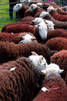 Herdwick Artwork, Herdy Wall Art, Holme St. Cuthbert, Herdies, Chapel Stile, Pavey Ark, Beckermet, Mixed-Media Herdy Art, Rannerdale Knotts, Causey Pike, Burneside, Hard Knott, Seatallan, Kentmere Pike, Lorton (High and Low), Herdwick Sheep Acrylic Paintings, Lakeland Sheep, Seathwaite Fell, Bassenthwaite, Herdwick Sheep Prints, Herdwick Sheep Art Studio, Brandreth, Crag Fell, Great Salkeld, Hutton Roof (Kirkby Lonsdale),  Lake District, Cumbria.