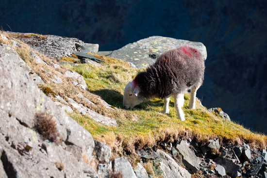 Dockray Farm Herdwick