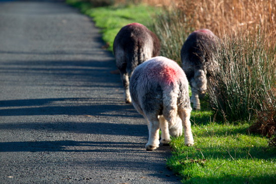 Parton Field Lake district Sheep