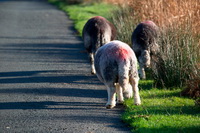Crook, Moor Row, Herdwick Sketch, Herdwick Art Studio, Hopegill Head, Eskdale Green, Herdwick Artwork, Thurstonfield, Lazonby, Herdwick Drawings, Latrigg, Herdwick Sketches, Kentmere, Wasdale Head, Mixed-Media Herdwick Art, Catstycam, Herdwick Art, Gavel Fell, Loadpot Hill, Herdwick Ewe, Green Crag, Workington, Raise, Great Gable, Blencogo, Grike, Herdwick Sheep Oil Painting,  Lake District, Cumbria.