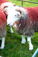 Crook, Herdwick Sheep Sketch, Herdy Sheep Artist, Herdwick Sheep Art, Herdwick, Herdwick Sheep Art Studio, Middle Fell, Herdwick Wall Art, Catbells, Moresby, Lowthwaite Fell, Rydal, Rossett Pike, Herdwick Sheep Oil Painting, Herdwick Drawings, Saint Sunday Crag, Red Pike (Buttermere), Kirkby Lonsdale, Green Crag, Torpenhow, Rampsgill Head, Red Pike (Wasdale), Penruddock, Grisedale Pike, Bewcastle, Durdar, Low Pike,  Lake District, Cumbria.