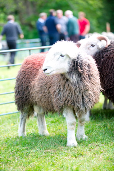 Drybeck Valley Herdwick