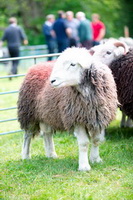 Middle Fell, Glenridding Dodd, Herdwick Wall Art, Mixed-Media Herdy Art, Broughton Moor, Great Calva, Beetham, Scotby, Herdy Wall Art, Lingmoor Fell, Branstree, High Tove, Aikton, Herdwick Sheep Oil Painting, Herdwick Sheep Oil Painting, Herdwick, Greendale, Meal Bank, Herdy Sheep Artist, Garrigill, Pike of Stickle, Herdwick Sheep Prints, Bowfell, Soulby (Penrith), Hartsop above How, Herdwick Drawings, Sale Fell, Herdwick,  Lake District, Cumbria.