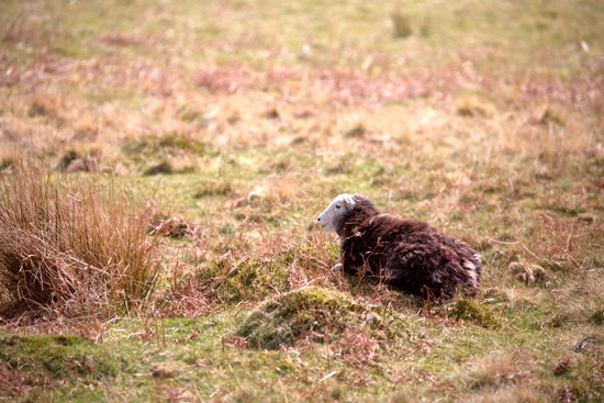 Rannerdale Knotts Valley Lake district Sheep