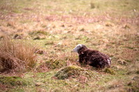 Herdwick Artwork, Helm Crag, Hutton Roof, Bassenthwaite, Castle Crag, Ard Crags, Patterdale, Herdwick Sheep Art Studio, Herdwick Sheep, Birks, Mixed-Media Herdy Art, Middle Fell, Seatoller, Cotehill, Rampside, Nethermost Pike, Herdy Sketches, Steeple, Herdwick Drawings, Santon Bridge, Beckermet, Hensingham, Skelwith Bridge, Low Hesket, High Newton, Whiteless Pike, Herdwick Sheep Oil Painting, Herdwick Sheep Prints, Herdy Ewe, Herdwick, Carrock Fell, Herdy,  Lake District, Cumbria.