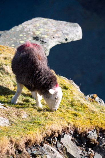 High Rigg Farm Lakeland Sheep