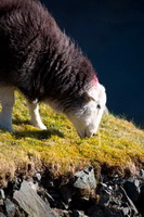 Threlkeld, Mixed-Media Herdy Art, Thornthwaite Crag, Herdwick Sheep Acrylic Paintings, Herdwick Sheep, Greystoke, Kirkby Thore, Drumburgh, Herdwick Artwork, Arnside, Herdy Wall Art, Dale Head, Tebay, Bouth, Haycock, Rossett Pike, Herdy Sketches, High Pike (Caldbeck), Scafell Pike, Base Brown, Lingmoor Fell, Oxenholme, Dockray, Herdwick Sheep Prints, Herdwick Wall Art, Herdy Art, Helton, Herdy Sheep Artist, Great Borne, Herdy Sketch,  Lake District, Cumbria.