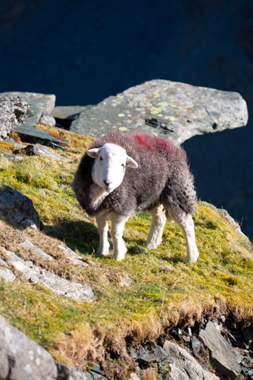 Grisedale Pike Field Herdwick