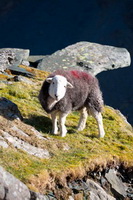 Herdwick Sheep, Parsonby, Holme Fell, Herdwick Sheep Oil Painting, Herdwick Sheep Oil Painting, Herdwick Sketch, Hard Knott, Herdwick Sheep Oil Pastels, Herdwick Sketches, Crosby-on-Eden, Herdwick Sheep Art, High Hartsop Dodd, Beaumont, Barrow-In-Furness, Glenridding, Salkeld Dykes, Sour Howes, Great Salkeld, Newby Bridge, Castle Crag, Herdies, Wether Hill, Seathwaite Fell, Troutbeck (Windermere), Plumpton (Penrith), Herdwick Art, Whitfell, Fairfield, Lakeland Sheep, Levens,  Lake District, Cumbria.