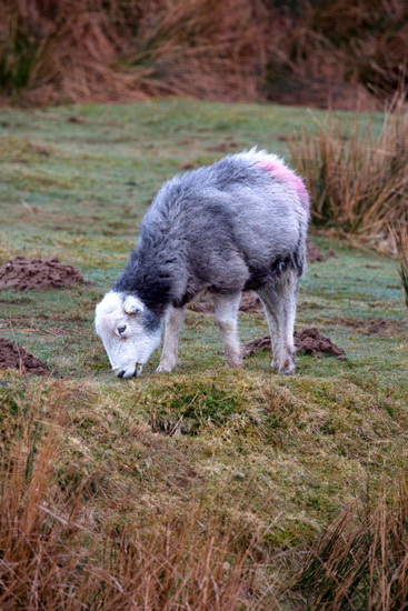 Cumwhinton Field Herdwick Sheep
