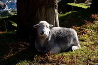 Ennerdale Bridge, Maryport, Kidsty Pike, Helm Crag, Stanah, Whitfell, Frizington, Warwick Bridge, Birker Fell, Herdwick Sheep Oil Pastels, Matterdale End, Hartsop Dodd, Herdwick Sheep Oil Painting, Pike of Stickle, Herdwick Sheep Sketch, Herdwick, Herdy, Lingmoor Fell, Herdy Sketches, Kirkby Stephen, Hallin Fell, Troutbeck Tongue, Blindcrake, Herdy Sheep Artist, Broughton Mills, Latrigg, Herdy Art, Lakeland Herdy Artworks, Ireby, Herdwick Sheep Art, Ulpha, Herdy Ewe,  Lake District, Cumbria.