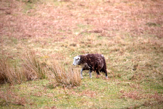 Broughton Beck Valley Lake district Sheep