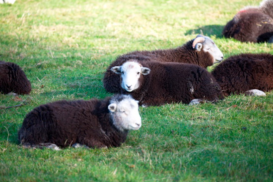 Parsonby Herdwick Sheep - Lakeland Photos - Art Prints Parsonby Herdwick Sheep