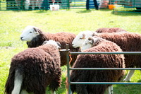 Kirkland (Frizington), Wasdale Head, Herdwick Sketch, Barf, Monkhill, Grayrigg Forest, Wether Hill, Herdwick Artwork, Lakeland Sheep, Blake Fell, Herdwick Sheep Acrylic Painting, Herdies, Kirkby Lonsdale, Herdwick Drawings, Greendale, Hartsop, Aspatria, Helm Crag, Herdwick Sheep Oil Pastels, Drigg, Grange (Keswick), Thornthwaite Crag, Herdwick Sheep Prints, Knott Rigg, Herdwick Sheep Sketch, Herdwick Company, Whinlatter, Gavel Fell, Arnison Crag, Herdwick Sheep Art, Moresby,  Lake District, Cumbria.