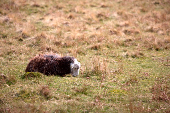 Dent Farm Lake district Sheep - Lakeland Photos - Art Prints Dent Farm Lake district Sheep