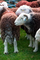 Dale Head, Kentmere, Blake Fell, Herdies, Tarn Crag (Far Eastern Fells), Herdy, Herdy Art, Fairfield, Herdy Wall Art, Irton with Santon, Isle of Walney, Moresby, Parsonby, Whitfell, Herdwick Sheep, Grange Fell, Loweswater, Rosthwaite Fell, Herdy Sketch, Caudale Moor, Plumpton (Penrith), Herdwick Sheep Oil Painting, Knott, Cotehill, Harrison Stickle, Scotby,  Lake District, Cumbria.