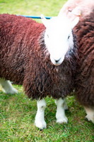 Herdy Wall Art, Herdwick Sheep Prints, Gibson Knott, Herdwick Sheep, Herdwick Sheep Art, Blencarn, Helm Crag, Skelton, Herdwick Sheep Oil Painting, Old Hutton, Beetham, Herdwick Sheep Acrylic Paintings, Herdwick Sheep Oil Painting, Low Fell, Herdwick Sheep Sketch, Bowness-on-Solway, Herdy Sheep Artist, Broom Fell, Steeple, Latrigg, Clough Head, Skirwith, High Hartsop Dodd, Branthwaite (Workington), Brigsteer, Bothel, Binsey, Mixed-Media Herdy Art, Bassenthwaite, Kirkbampton,  Lake District, Cumbria.