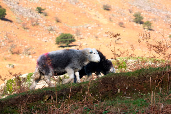 Eaglesfield Valley Herdwick Sheep