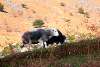 Herdy Art, Welton, Little Hart Crag, Rossett Pike, Green Gable, Dollywaggon Pike, Watermillock, Lonscale Fell, Dent, Buck Pike, Gray Crag, Herdwick, Lakeland Herdy Artworks, Herdy Wall Art, Ormathwaite, Herdwick Wall Art, Clappersgate, Houghton, Herdwick Sheep Art, Herdy Sketches, Lamplugh, Eel Crag (Crag Hill), Rosthwaite (Keswick), Herdwick Sheep,  Lake District, Cumbria.