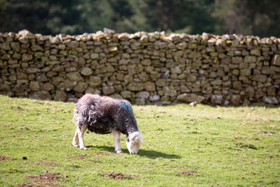 Crag Fell Valley Herdwick