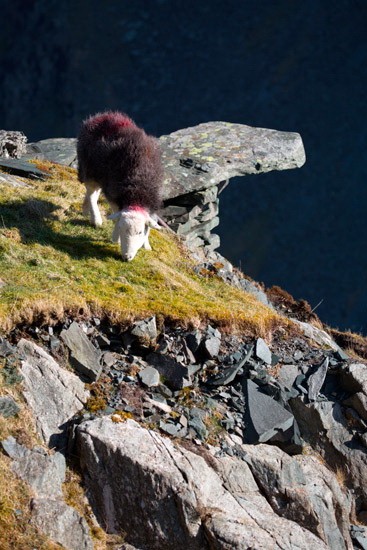 Windermere Valley Herdwick Sheep