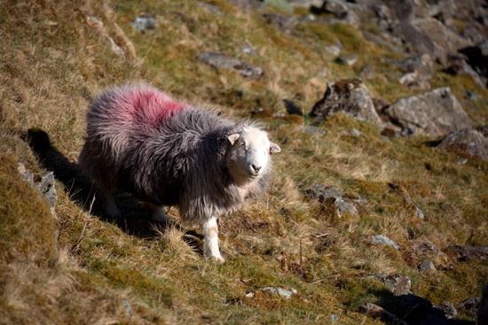 Pike of Stickle Herdwick - Lakeland Photos - Art Prints Pike of Stickle Herdwick